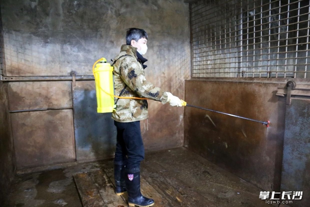 在新型冠状病毒肺炎疫情防控中，长沙生态动物园加大强消毒力度，饲养员每天对园区内所有笼舍进行全方位消毒力求把控每一处细节，保障动物们安全的居住环境。均由长沙晚报全媒体记者 周柏平 通讯员 丁葳 摄影报道