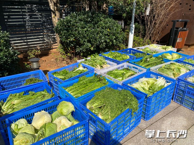 这些无公害蔬菜都是乌石村村民连夜赶工扯来、分类、装箱的。