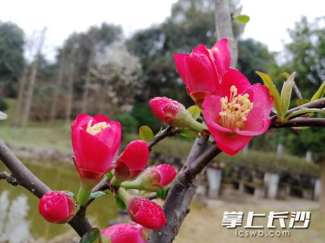 长沙园林生态园内海棠花正盛开。