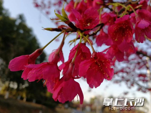 长沙园林生态园内吊钟樱花正盛开。