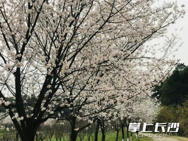 长沙园林生态园内早樱花正盛开。