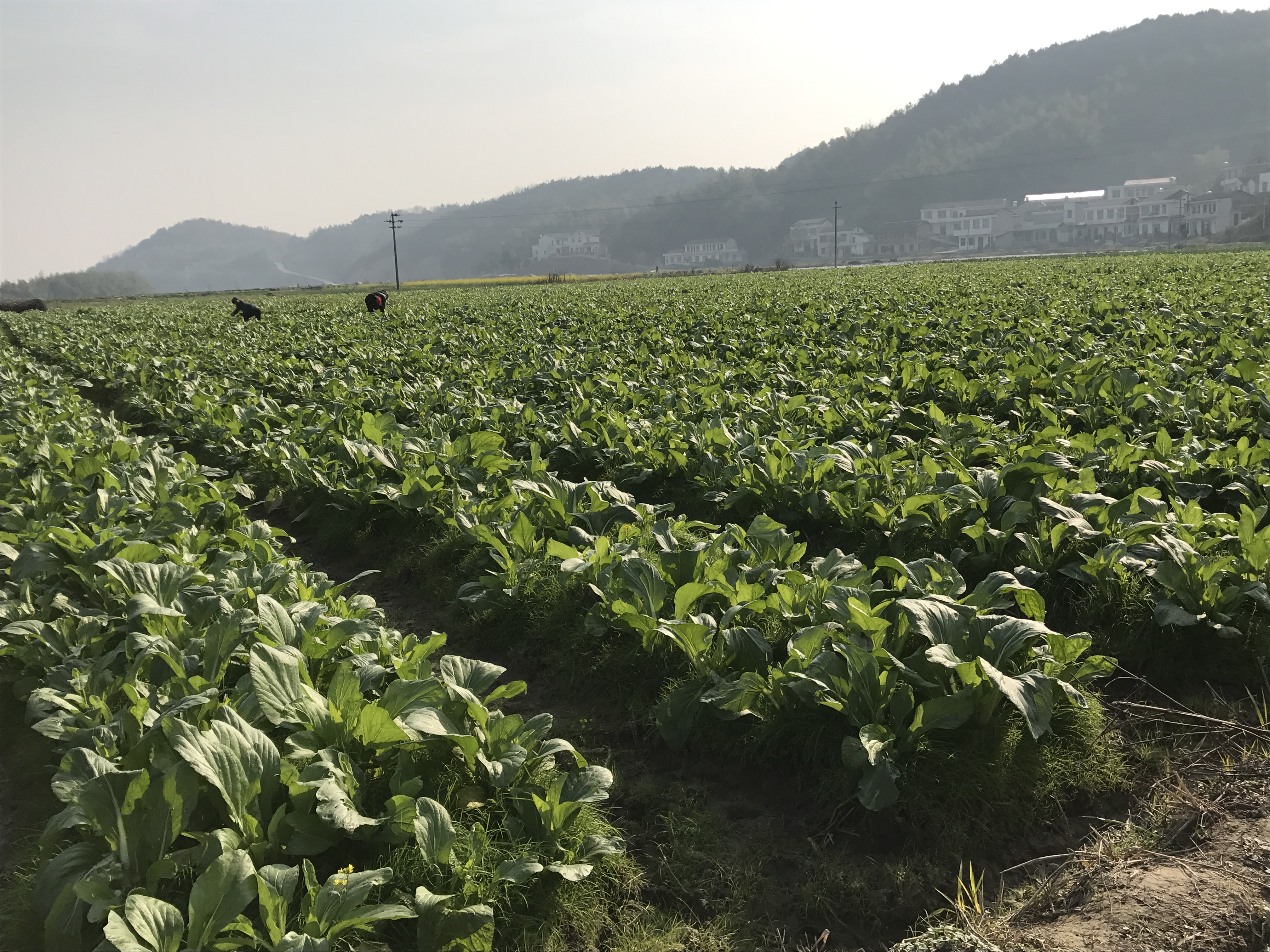 林烨农业的蔬菜基地里，人们正在采摘蔬菜。