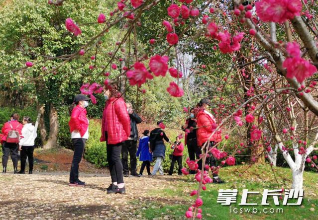 在省植物园游览期间，市民、游客必须全程佩戴口罩，文明游园，禁止聚集，参观游览时请保持间距1.5米以上。长沙晚报全媒体记者 周柏平 通讯员彭炜摄影报道