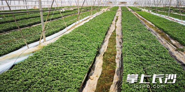 农美种苗望城基地产量达1000万株苗，绿油油的种苗长势旺。长沙晚报全媒体记者 钱娟 摄