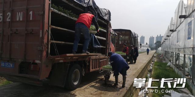 大棚外，满载着蔬菜种苗的卡车来往穿梭，将开往全国各地。