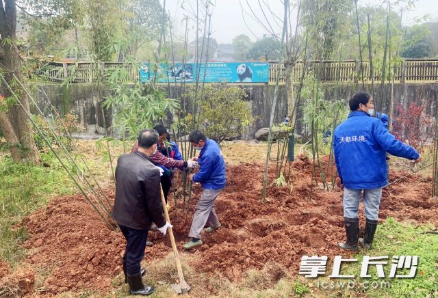 今日，100多株粉单竹种植在了长沙生态动物园扩建中大熊猫馆的周边。长沙晚报全媒体记者 周柏平 通讯员 刘姝伶 摄影报道