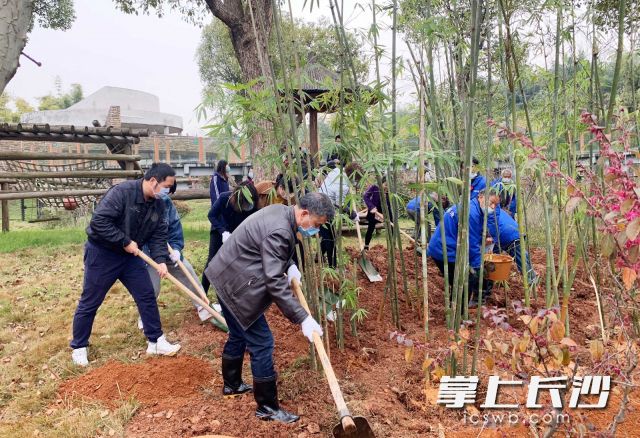 今日，100多株粉单竹种植在了长沙生态动物园扩建中大熊猫馆的周边。长沙晚报全媒体记者 周柏平 通讯员 刘姝伶 摄影报道