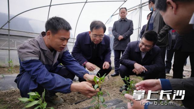 邹学校院士（左二）在望城区田间地头指导辣椒种植。