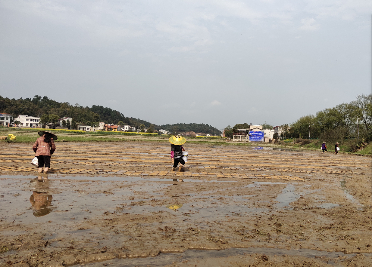 在坝塘镇,村民们正在田间忙春耕。 长沙晚报通讯员 崔祥武 供图 在坝塘镇,村民们正在田间忙春耕。 长沙晚报通讯员 崔祥武 供图