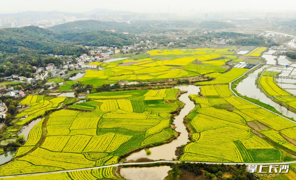 含浦成片的油菜花就像一片金色的海洋。 邹麟 摄