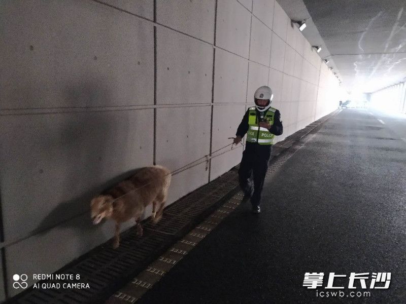 在涵洞里乱跑的小绵羊
