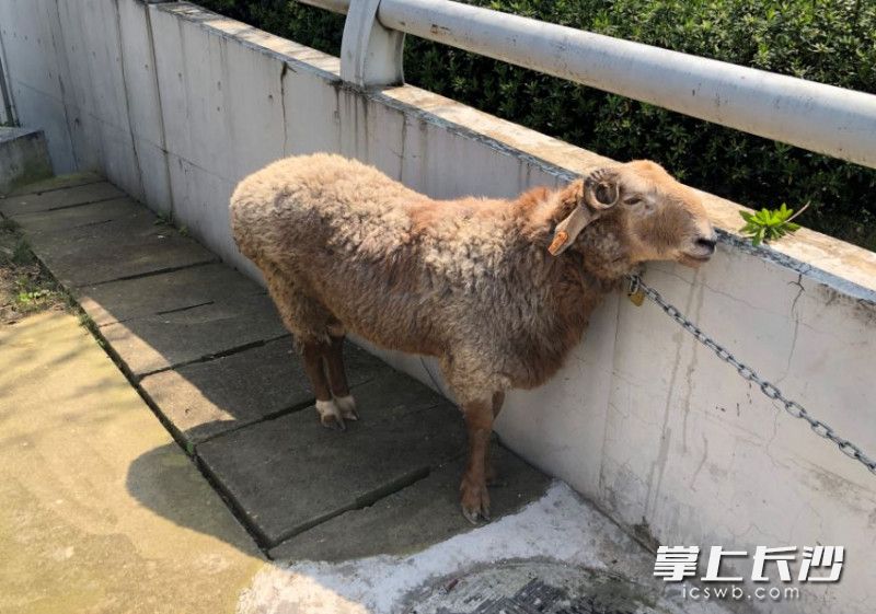 为防止绵羊再次逃跑，交警换成了铁链。