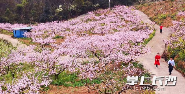 今日，岳麓区莲花镇五丰村圣峰果业示范基地，500多亩桃花开得正欢，吸引不少市民前来踏青赏花。照片均为全媒体记者 贺文兵 通讯员 丁勇 摄