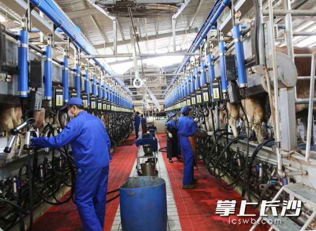 48台挤奶机器同时开始自动化挤奶……至今日，宁乡经开区优卓牧业乳业生态产业园全面恢复生产。图片均为长沙晚报全媒体记者 贺文兵 摄
