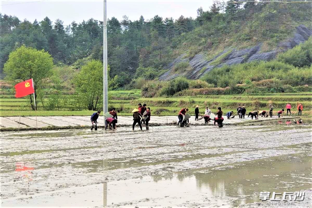 在鲜艳党旗的鼓舞引领下，宁乡灰汤镇的粮农们积极种植双季稻，田间陇上奏响了一支支热情的春耕曲。均为长沙晚报全媒体记者 张禹 通讯员 陈瑞峰 夏建桥 摄影报道