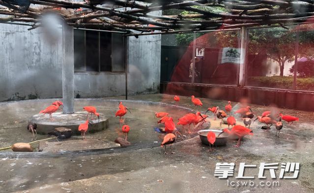 长沙生态动物园内，羽毛艳丽的火烈鸟正在觅食。长沙晚报全媒体记者 钱娟 摄