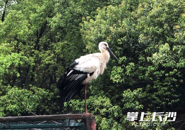 鸟儿栖息在原生态的自然环境中。