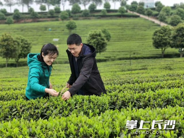 位于望城区的乌山贡茶园内，游客正在体验采茶乐趣。 长沙晚报通讯员 金灿供图
