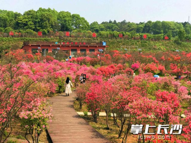 长沙园林生态园看百亩杜鹃花开得正旺，绽放的花朵吸引不少市民和游客前来赏花打卡。图片均为长沙晚报全媒体记者 贺文兵 通讯员 彭佳 摄
