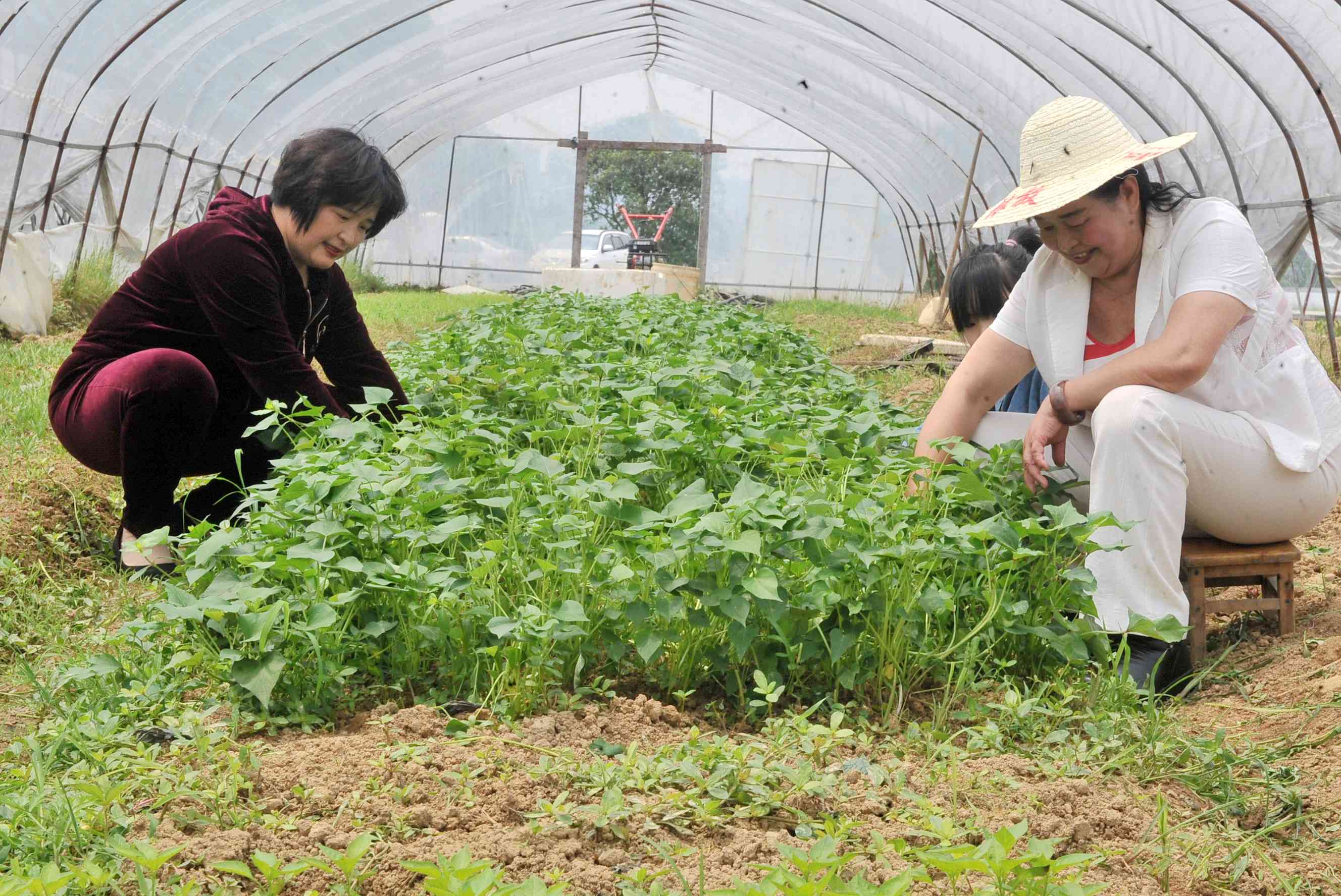 24日，湖南林放农业博览园有限公司董事长汤林放（右）、总经理杨卓（左）在“林放农业博览园”大棚内查看蔬菜长势。图片均为长沙晚报全媒体记者  贺文兵摄