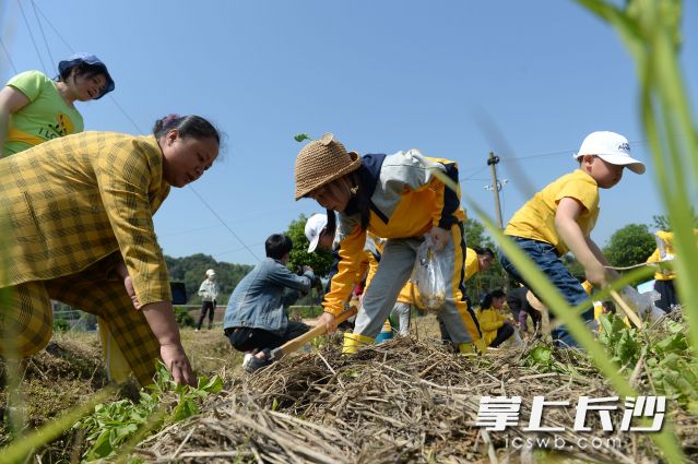 孩子们在老师的指导下挖土豆。长沙晚报全媒体记者 石祯专 摄