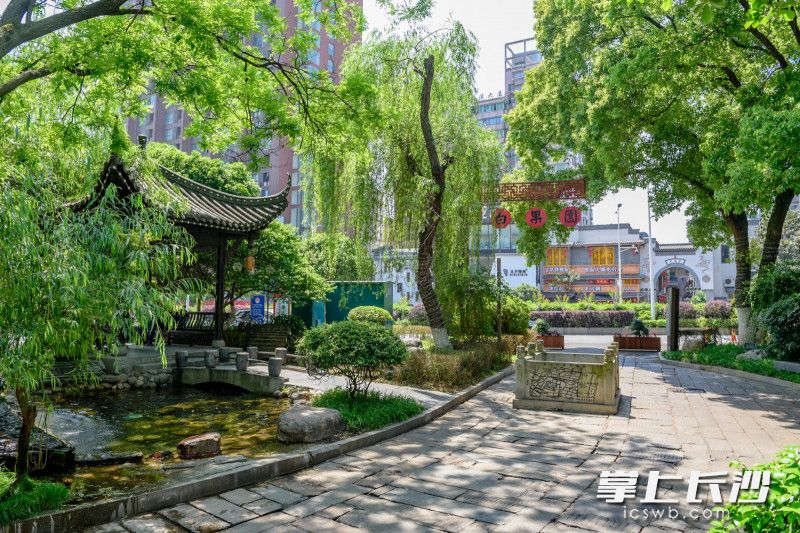白果园因早年巷口有几棵树荫如巨伞的白果树而得名。图片均由长沙晚报全媒体记者 陈飞 摄