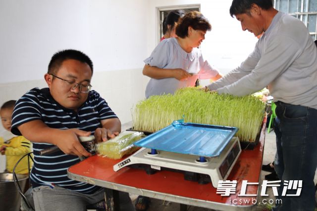朱柱正在带领大家打包豆芽发货。