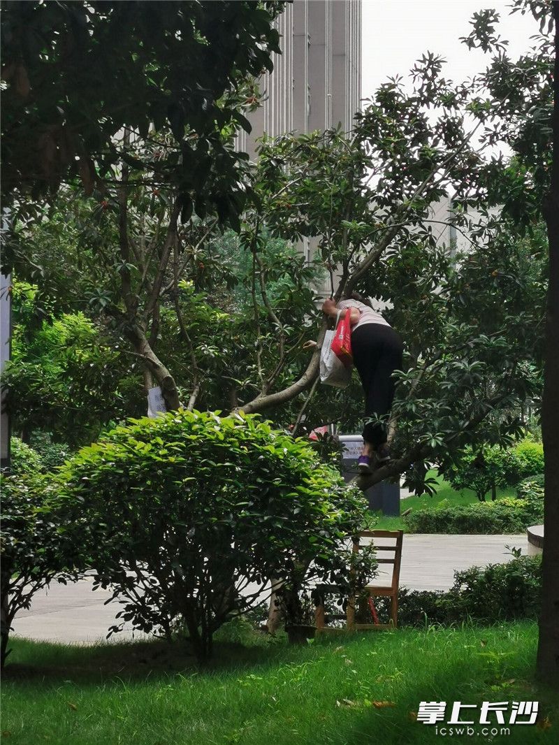 居民爬树采摘杨梅,既不文明又存在坠落风险。长沙晚报全媒体记者刘树源摄 居民爬树采摘杨梅,既不文明又存在坠落风险。长沙晚报全媒体记者刘树源摄
