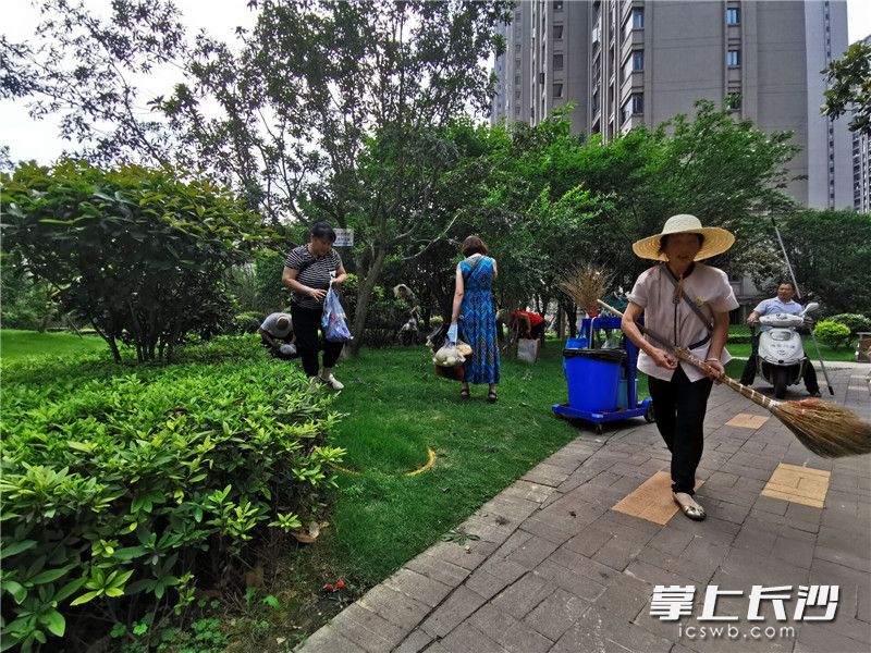 许多过路的居民拿着塑料袋,挑拣落在草地上的杨梅。长沙晚报全媒体记者刘树源摄 许多过路的居民拿着塑料袋,挑拣落在草地上的杨梅。长沙晚报全媒体记者刘树源摄