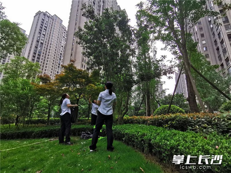 物业工作人员组织集中采摘杨梅,分发给小区居民。长沙晚报全媒体记者刘树源摄 物业工作人员组织集中采摘杨梅,分发给小区居民。长沙晚报全媒体记者刘树源摄