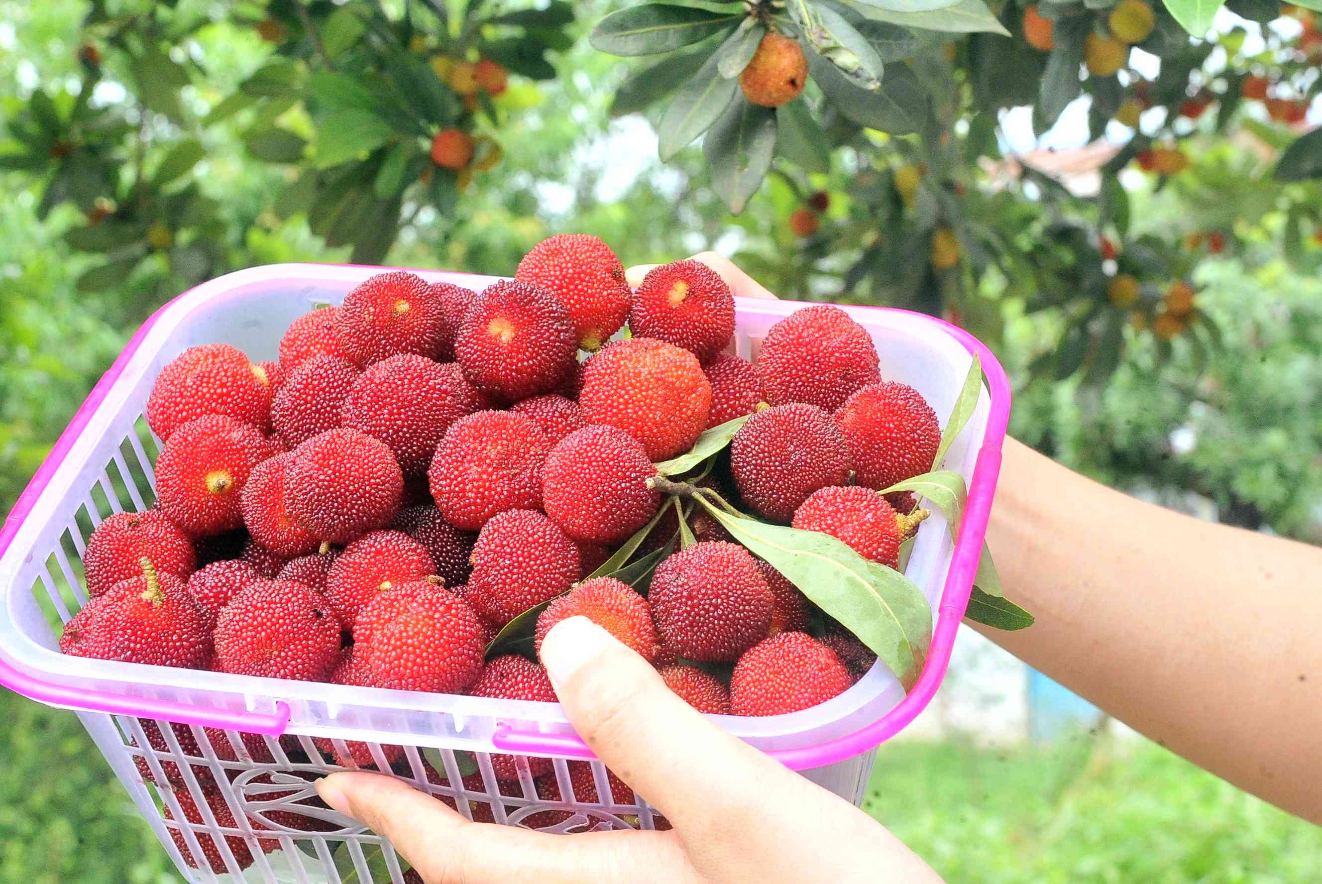 新鲜采摘的杨梅,让人垂涎欲滴。  长沙晚报全媒体记者 贺文兵 拍摄 新鲜采摘的杨梅,让人垂涎欲滴。  长沙晚报全媒体记者 贺文兵 拍摄