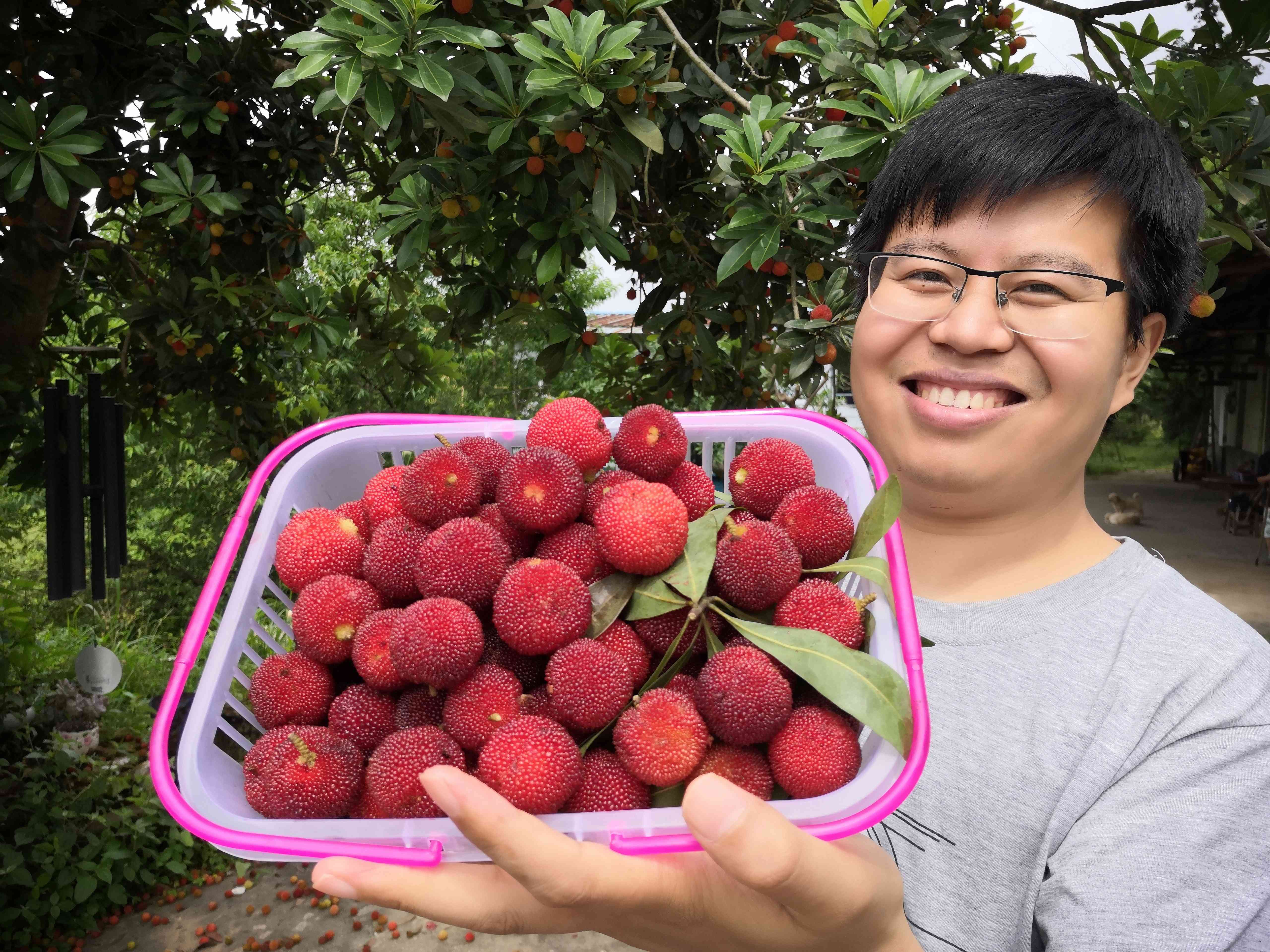 堂坡杨梅基地,晶莹剔透的杨梅挂满枝头。目前,该基地种植了500多亩杨梅,是长沙种植规模最大的杨梅基地。今日,基地迎来首批采摘游客。 长沙晚报全媒体记者 贺文兵 拍摄 堂坡杨梅基地,晶莹剔透的杨梅挂满枝头。目前,该基地种植了500多亩杨梅,是长沙种植规模最大的杨梅基地。今日,基地迎来首批采摘游客。 长沙晚报全媒体记者 贺文兵 拍摄