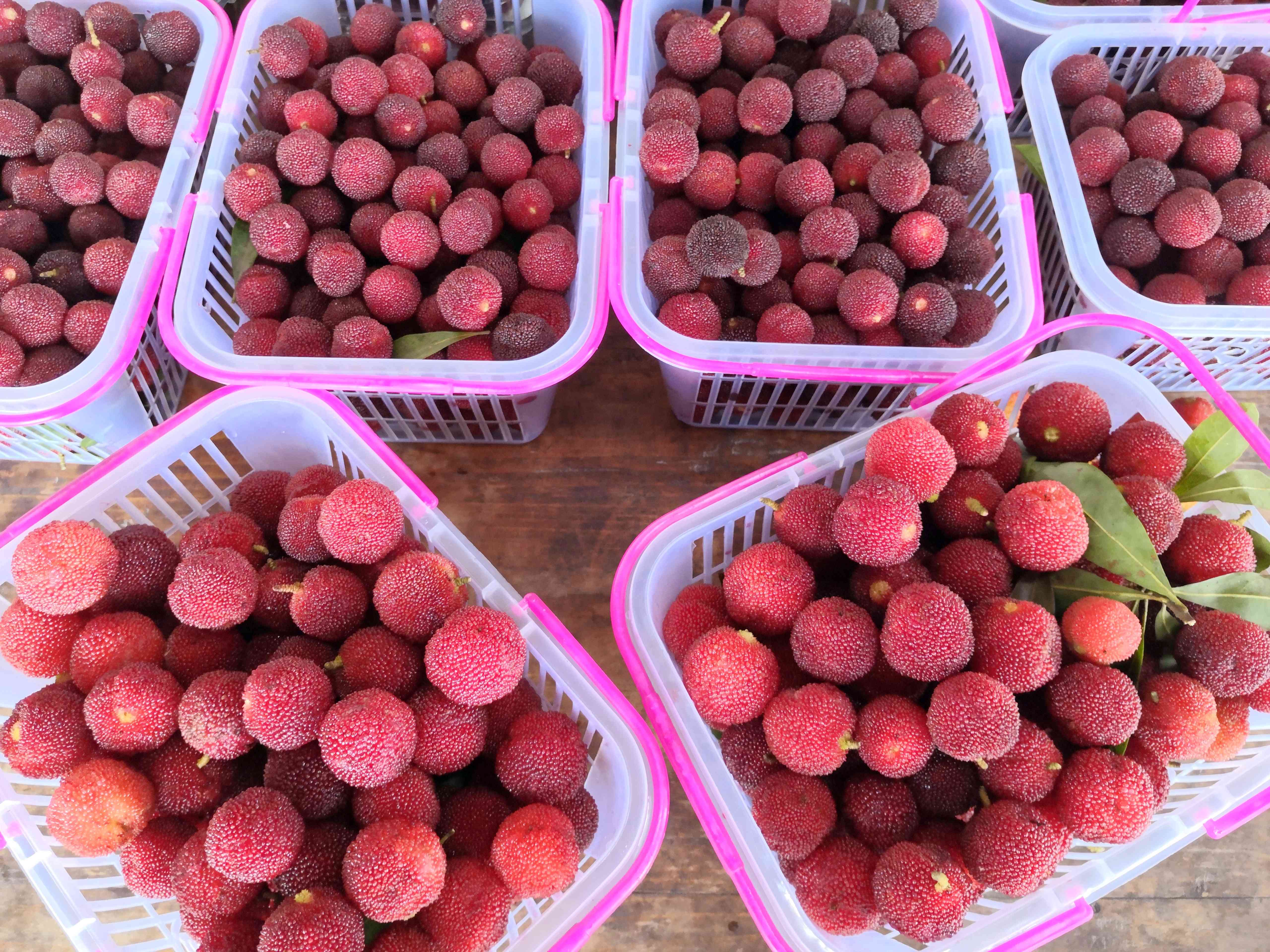 基地负责人朱代波介绍,由于今年上半年长沙以晴好天气为主,加之管理到位,杨梅挂果多、长势好、产量也高。 长沙晚报全媒体记者 贺文兵 拍摄 基地负责人朱代波介绍,由于今年上半年长沙以晴好天气为主,加之管理到位,杨梅挂果多、长势好、产量也高。 长沙晚报全媒体记者 贺文兵 拍摄