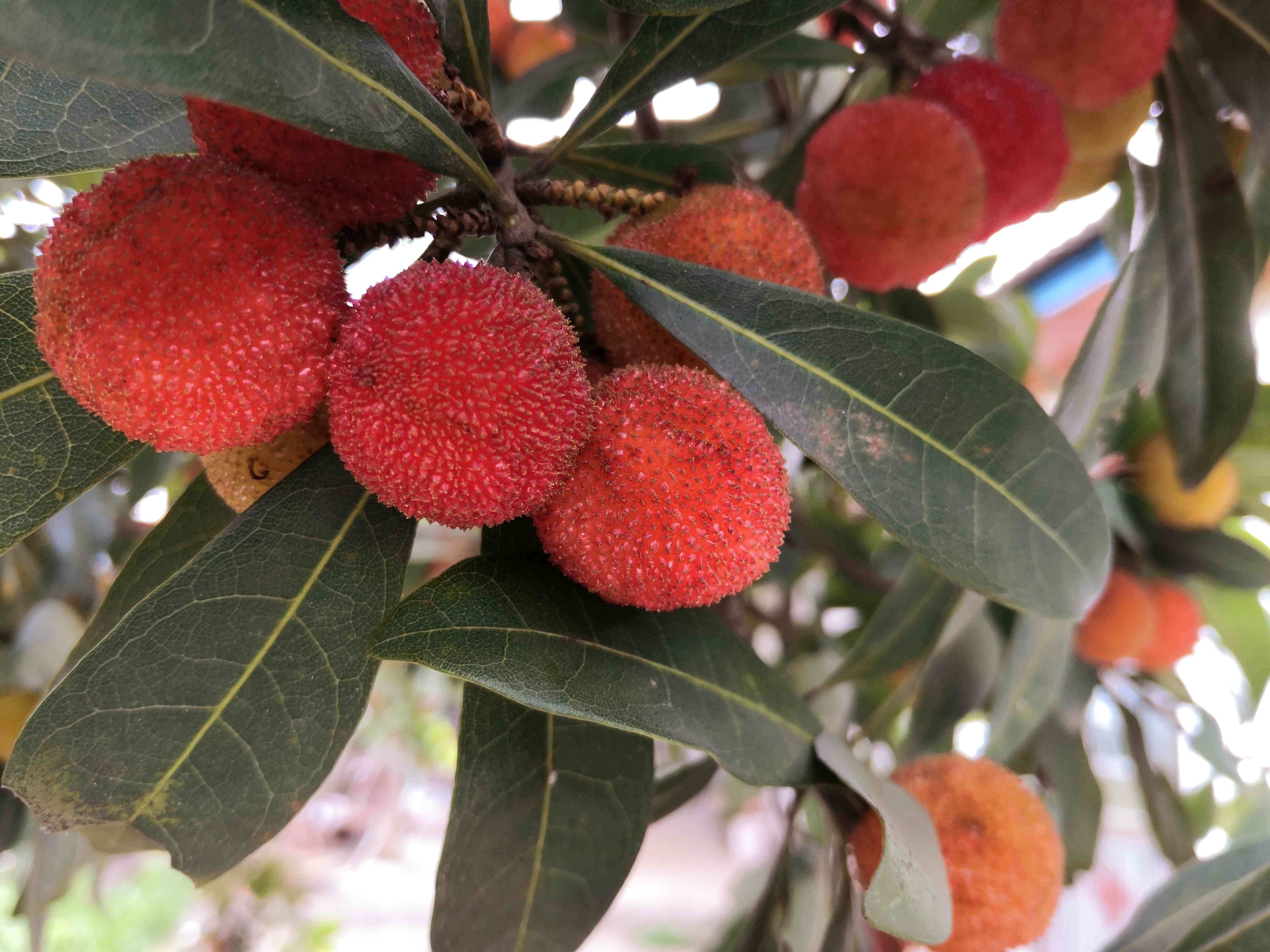 鲜艳欲滴的本地杨梅挂满枝头。长沙晚报全媒体记者 贺文兵 拍摄 鲜艳欲滴的本地杨梅挂满枝头。长沙晚报全媒体记者 贺文兵 拍摄
