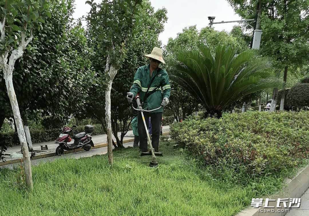岳麓区园林工人正在进行修剪作业。（通讯员 任畅 供图）