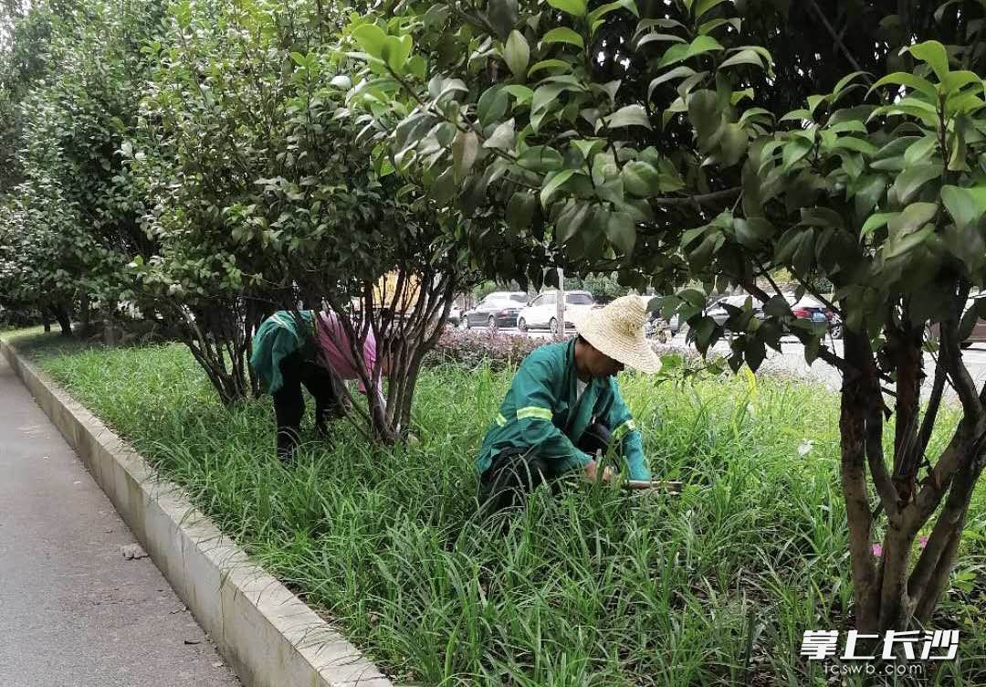 岳麓区园林工人正在杜鹃路绿化带开展维护作业。（通讯员 任畅 供图）