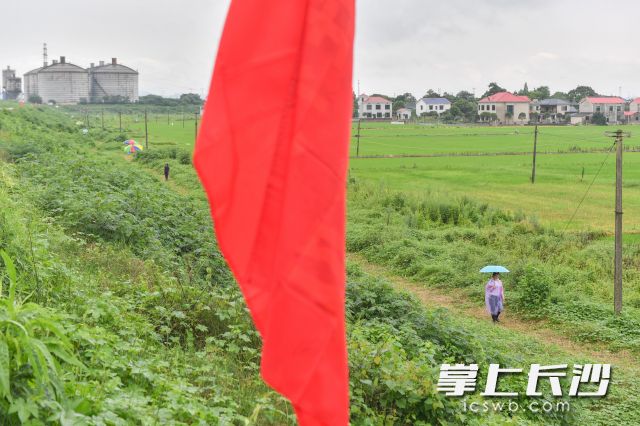 7月10日下午，湘江防洪大堤靖港段，党员干部和群众一起巡堤查险，守护家园。图片均为长沙晚报全媒体记者 邹麟 摄
