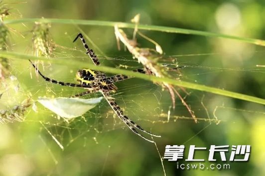 “蜘蛛蛋”的来由据说是，蜘蛛交配之后，雌蜘蛛会吃掉“郎君”，然后用丝编织卵袋，随后等到蜘蛛宝宝出世，雌蛛即面临死亡。