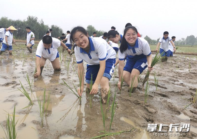 学生在体验插秧。均为学校供图