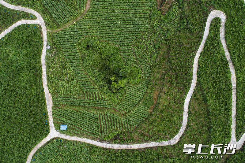 在离三个堡几公里之外的山头，黄维成的支家黄桃种植基地的黄桃也已成熟。