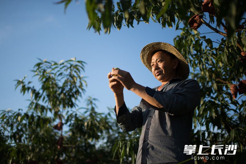 临近收获，黄维成几乎每天都会来看几遍桃子。