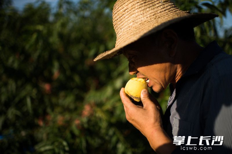 烂的也咬上几口，尝尝甜度如何。