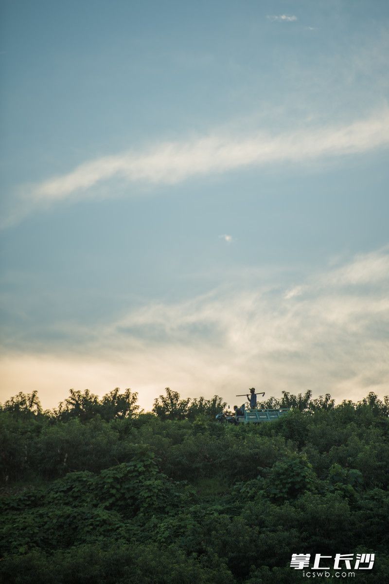 傍晚，劳作了一整天的黄维成收工，从基地返回。