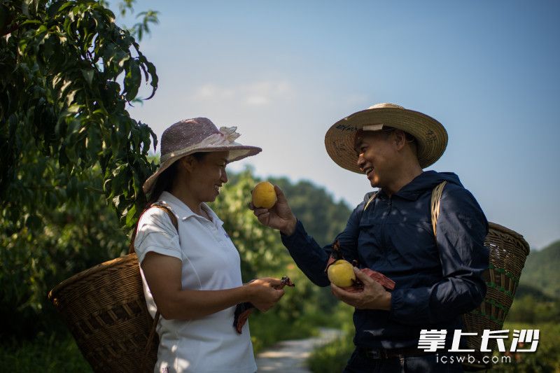 看着自家桃园里长出的果子，秦德荣夫妻俩格外的开心。