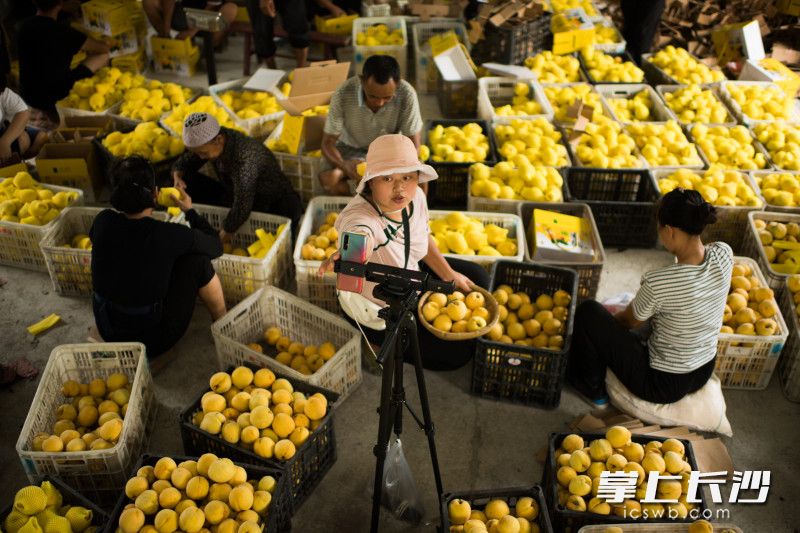 在三个堡黄桃基地，洗车河镇网红杨莎莎正在进行直播。