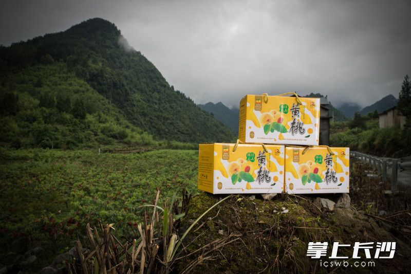 如今，在长沙对口帮扶的龙山县，锦绣龙山黄桃已成为了众多产业扶贫项目中的一个样本，也正在助力更多贫困户走向“甜美生活”。
