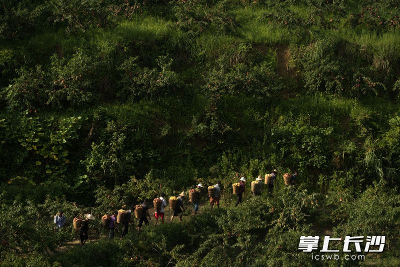 每天早晨5时，三个堡的农户们就起床去基地摘桃子。除了土地入股分红之外，合作社按每天100元一天的工时给他们开工资。
