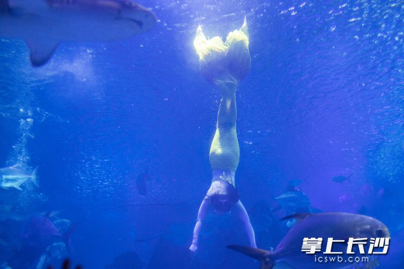 美人鱼在水中需完成一套难度动作。