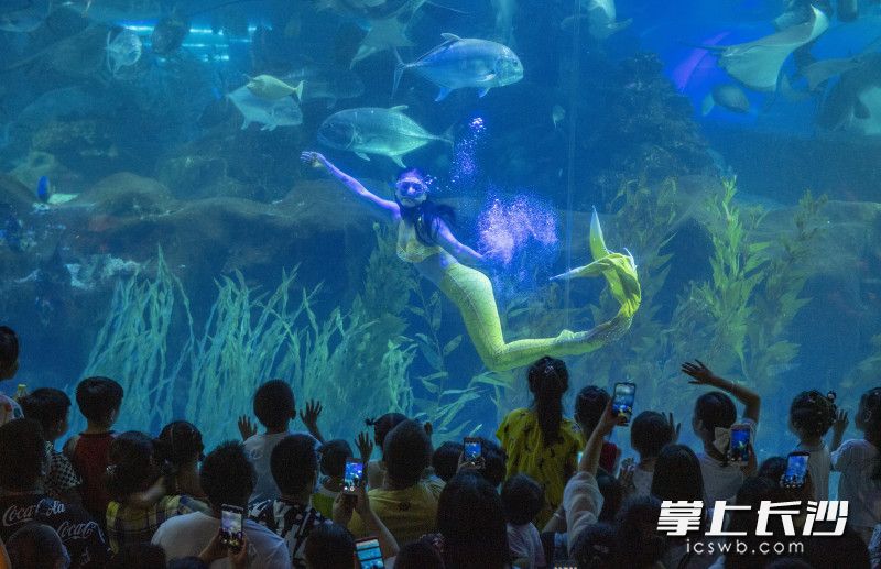 长沙海底世界，“美人鱼”的表演吸引众多孩子们拍手叫好。长沙晚报全媒体记者 邹麟 摄