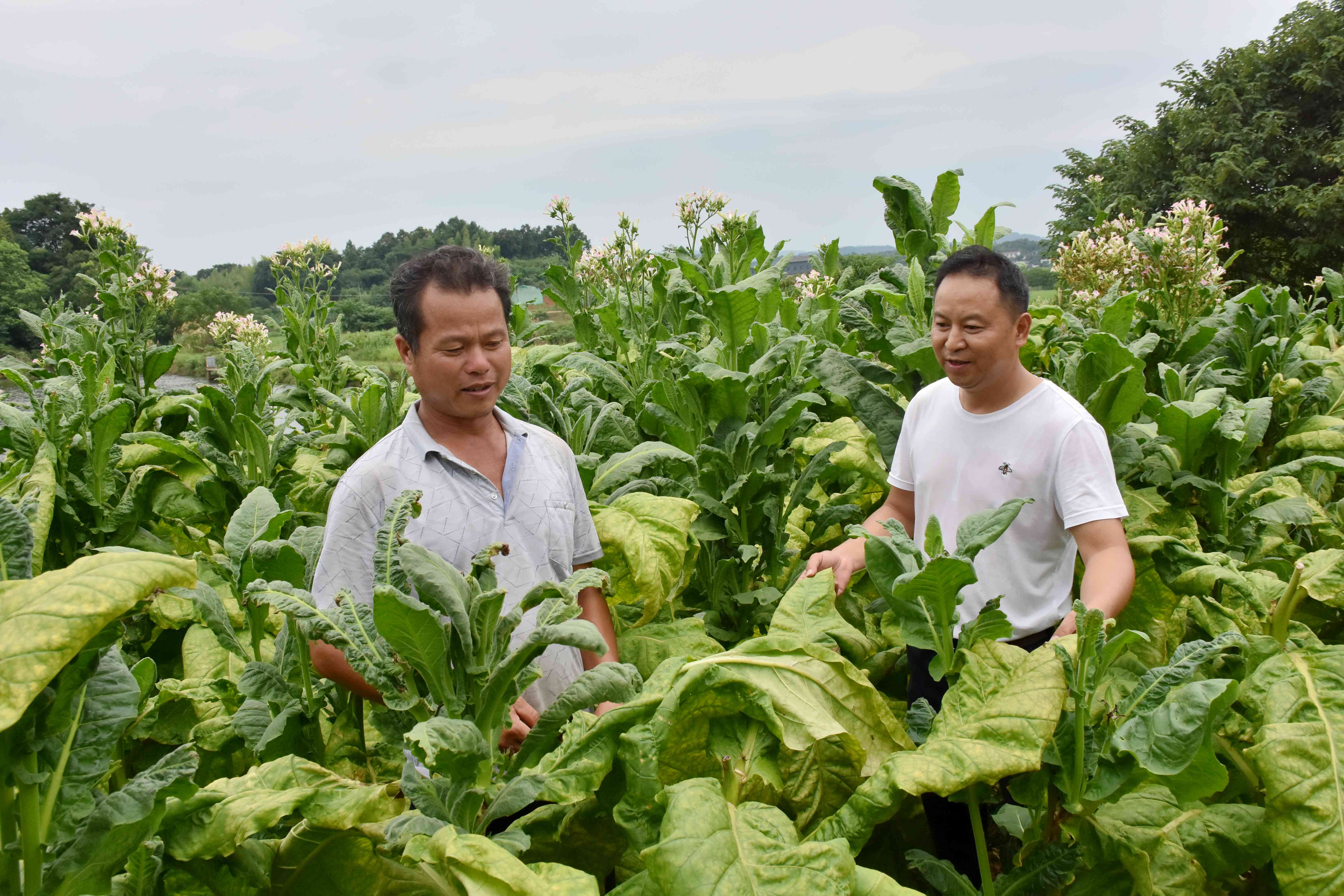 龚宇兵（右）扶持贫困户种上了烟叶。均为长沙晚报全媒体记者 贺文兵 摄
